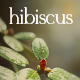 Hibiscus WordPress Theme